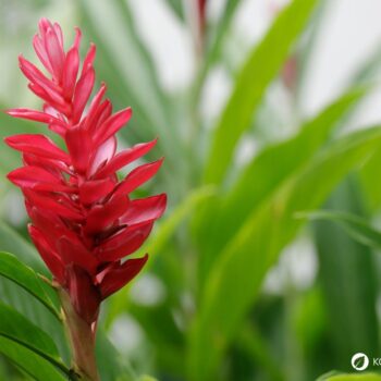 Ingwer: Wirkung, Anwendung und Anbau der gesunden Wurzel. Alles über Heilkraft, Ernährung, Hausmittel & Tipps zur Kultivierung im eigenen Garten.