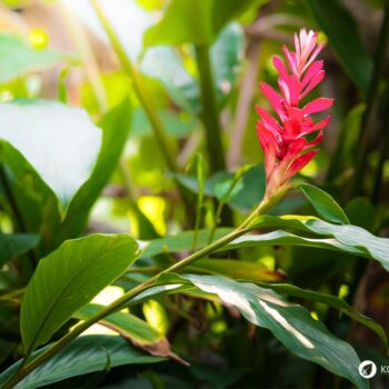 Ingwer: Wirkung, Anwendung und Anbau der gesunden Wurzel. Alles über Heilkraft, Ernährung, Hausmittel & Tipps zur Kultivierung im eigenen Garten.