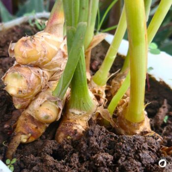 Ingwer: Wirkung, Anwendung und Anbau der gesunden Wurzel. Alles über Heilkraft, Ernährung, Hausmittel & Tipps zur Kultivierung im eigenen Garten.