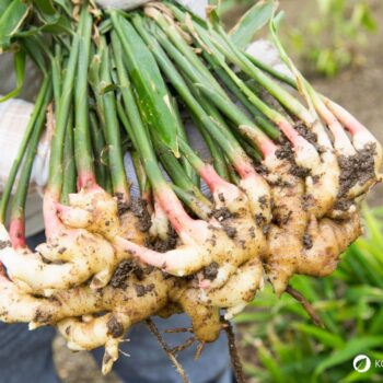Ingwer: Wirkung, Anwendung und Anbau der gesunden Wurzel. Alles über Heilkraft, Ernährung, Hausmittel & Tipps zur Kultivierung im eigenen Garten.