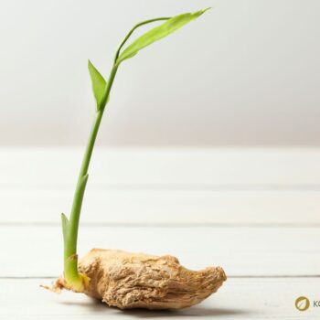 Ingwer: Wirkung, Anwendung und Anbau der gesunden Wurzel. Alles über Heilkraft, Ernährung, Hausmittel & Tipps zur Kultivierung im eigenen Garten.