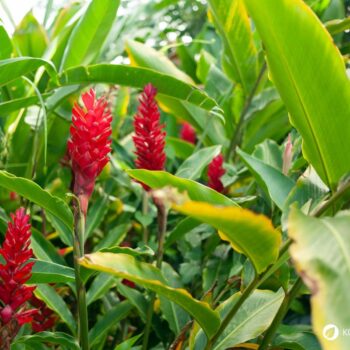 Ingwer: Wirkung, Anwendung und Anbau der gesunden Wurzel. Alles über Heilkraft, Ernährung, Hausmittel & Tipps zur Kultivierung im eigenen Garten.