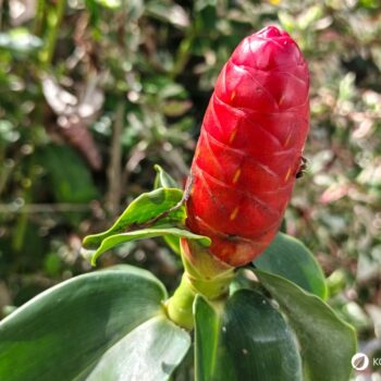 Ingwer: Wirkung, Anwendung und Anbau der gesunden Wurzel. Alles über Heilkraft, Ernährung, Hausmittel & Tipps zur Kultivierung im eigenen Garten.