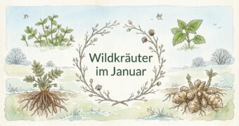 Finde heraus, welche Wildkräuter, Wildfrüchte und andere Schätze du zur Zeit finden und wie du sie in der Küche und für die Gesundheit nutzen kannst!