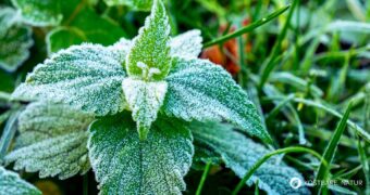 Wildkräuter im Winter? Auch in der kalten Jahreszeit musst du nicht auf die wertvollen Pflanzen verzichten. Die Pflanzen wachsen vielerorts.