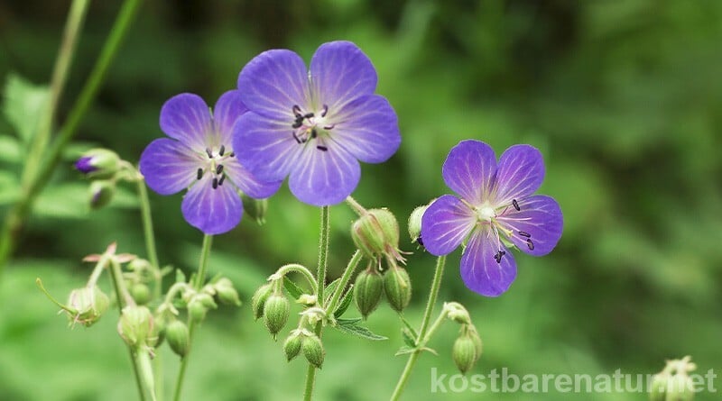 Der Wiesen-Storchschnabel blüht nicht nur auf Weiden, sondern in so manchem Garten. Dabei verfügen die dekorativen Pflanzen über milde Heilwirkungen.