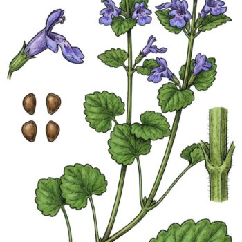 Als Würzkraut ist der Gundermann eine Bereicherung für jede Küche. Er hilft als Heilkraut bei eitrigen Wunden, Bronchitis, Harnerkrankungen und Schnupfen.