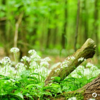 Bärlauch: leckeres Würzmittel, fantastisch für Darmflora und gut gegen Bluthochdruck. Wild oder im Garten, die Bärlauchsaison solltest du nicht verpassen!