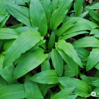 Bärlauch: leckeres Würzmittel, fantastisch für Darmflora und gut gegen Bluthochdruck. Wild oder im Garten, die Bärlauchsaison solltest du nicht verpassen!