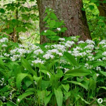 Bärlauch: leckeres Würzmittel, fantastisch für Darmflora und gut gegen Bluthochdruck. Wild oder im Garten, die Bärlauchsaison solltest du nicht verpassen!