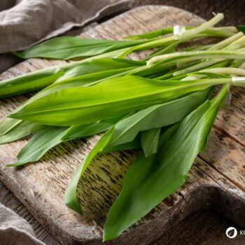 Bärlauch: leckeres Würzmittel, fantastisch für Darmflora und gut gegen Bluthochdruck. Wild oder im Garten, die Bärlauchsaison solltest du nicht verpassen!