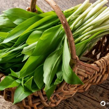 Bärlauch: leckeres Würzmittel, fantastisch für Darmflora und gut gegen Bluthochdruck. Wild oder im Garten, die Bärlauchsaison solltest du nicht verpassen!