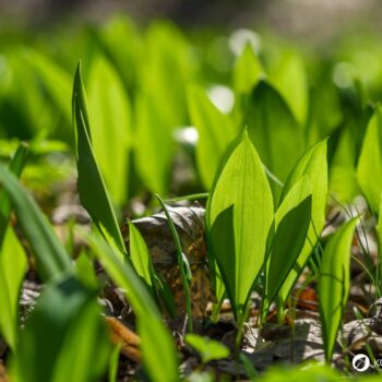 Bärlauch: leckeres Würzmittel, fantastisch für Darmflora und gut gegen Bluthochdruck. Wild oder im Garten, die Bärlauchsaison solltest du nicht verpassen!
