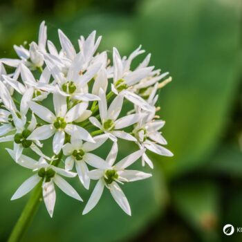 Bärlauch: leckeres Würzmittel, fantastisch für Darmflora und gut gegen Bluthochdruck. Wild oder im Garten, die Bärlauchsaison solltest du nicht verpassen!