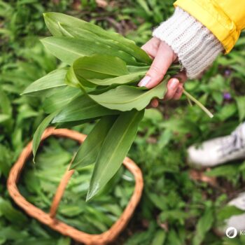 Bärlauch: leckeres Würzmittel, fantastisch für Darmflora und gut gegen Bluthochdruck. Wild oder im Garten, die Bärlauchsaison solltest du nicht verpassen!