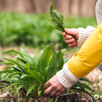 Bärlauch: leckeres Würzmittel, fantastisch für Darmflora und gut gegen Bluthochdruck. Wild oder im Garten, die Bärlauchsaison solltest du nicht verpassen!
