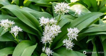 Bärlauch: leckeres Würzmittel, fantastisch für Darmflora und gut gegen Bluthochdruck. Wild oder im Garten, die Bärlauchsaison solltest du nicht verpassen!