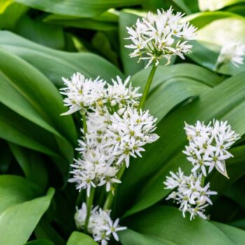 Bärlauch: leckeres Würzmittel, fantastisch für Darmflora und gut gegen Bluthochdruck. Wild oder im Garten, die Bärlauchsaison solltest du nicht verpassen!