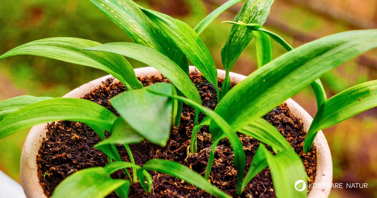 Wer keine Sammelstelle in seiner Nähe findet, kann Bärlauch auch ganz einfach im Garten säen, pflanzen oder stecken und immer wieder ernten.