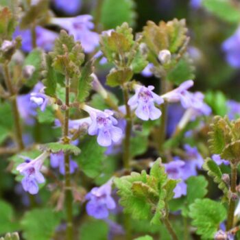 Als Würzkraut ist der Gundermann eine Bereicherung für jede Küche. Er hilft als Heilkraut bei eitrigen Wunden, Bronchitis, Harnerkrankungen und Schnupfen.