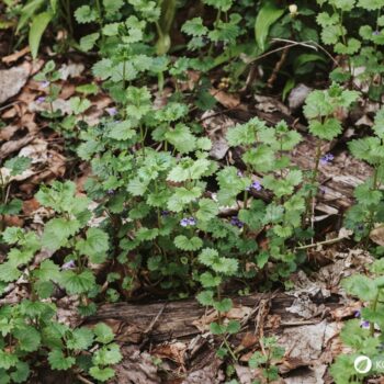 Als Würzkraut ist der Gundermann eine Bereicherung für jede Küche. Er hilft als Heilkraut bei eitrigen Wunden, Bronchitis, Harnerkrankungen und Schnupfen.