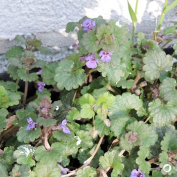 Als Würzkraut ist der Gundermann eine Bereicherung für jede Küche. Er hilft als Heilkraut bei eitrigen Wunden, Bronchitis, Harnerkrankungen und Schnupfen.