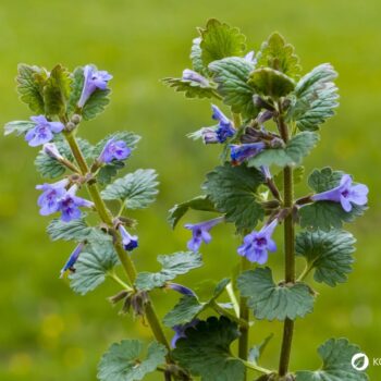 Als Würzkraut ist der Gundermann eine Bereicherung für jede Küche. Er hilft als Heilkraut bei eitrigen Wunden, Bronchitis, Harnerkrankungen und Schnupfen.