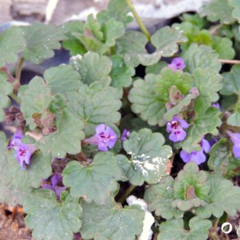 Als Würzkraut ist der Gundermann eine Bereicherung für jede Küche. Er hilft als Heilkraut bei eitrigen Wunden, Bronchitis, Harnerkrankungen und Schnupfen.