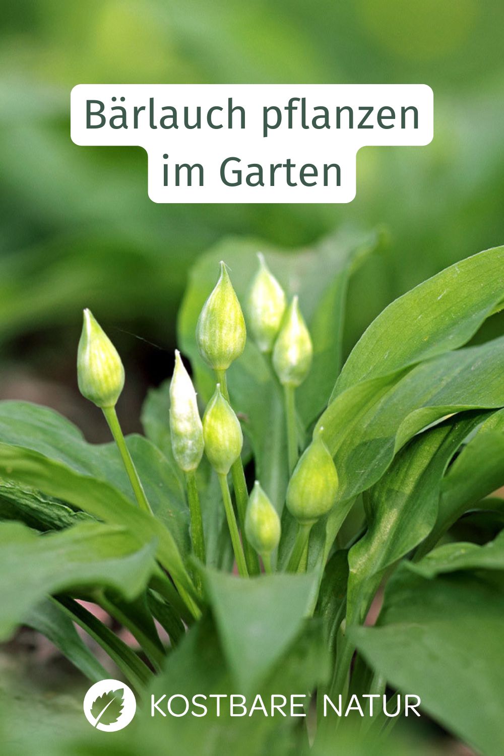 Wer keine Sammelstelle in seiner Nähe findet, kann Bärlauch auch ganz einfach im Garten säen, pflanzen oder stecken und immer wieder ernten.