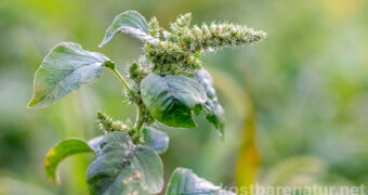 Der Zurückgebogene Amarant ist vielerorts als wärmeliebendes Unkraut verhasst, dabei kann er als Gemüse gegessen und seine Saat zu Mehl verarbeitet werden.
