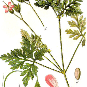 Der Storchenschnabel ist eine vielseitige Heilpflanze für Gesundheit, Küche und Kosmetik. Erfahre alles über Anwendung, Erkennung und Anbau.