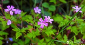 Der Storchenschnabel ist eine vielseitige Heilpflanze für Gesundheit, Küche und Kosmetik. Erfahre alles über Anwendung, Erkennung und Anbau.