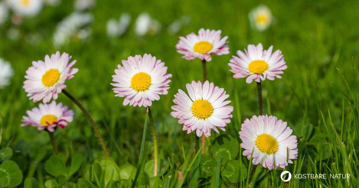 Gänseblümchen sind mild im Geschmack und stecken voller VItalstoffe.