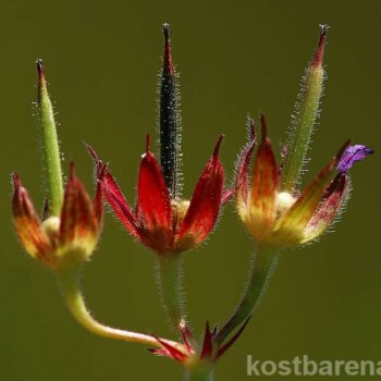 Das Ruprechtskraut, auch Stinkender Storchschnabel genannt, ist eine starke Heilpflanze gegen Verdauungsprobleme, Menstruationsschmerzen und mehr.