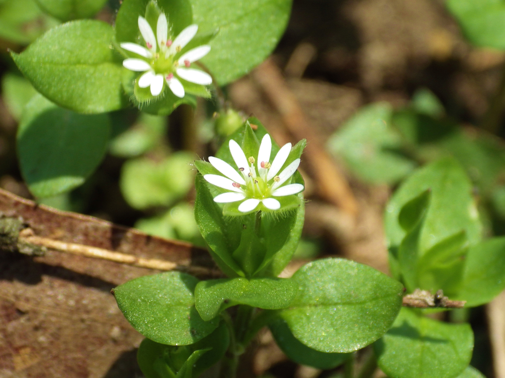 Die Vogelmiere ist leicht zu erkennen und hat immer Saison.