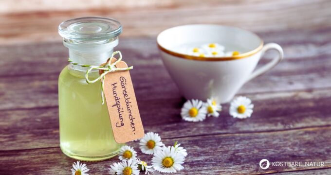 Gänseblümchen sind vielseitig einsetzbar: Ihre antiseptischen Eigenschaften kannst du z.B. nutzen, um eine Mundspülung selber zu machen.