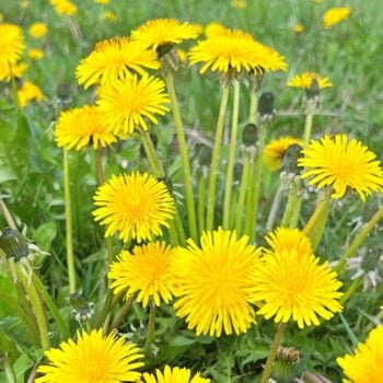 Die besten Anwendungen und Rezepte für den Löwenzahn - in der Ernährung, der Körperpflege und im Haushalt. So nutzt du die starke Heilpflanze