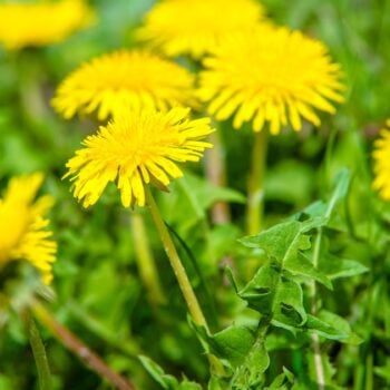 Die besten Anwendungen und Rezepte für den Löwenzahn - in der Ernährung, der Körperpflege und im Haushalt. So nutzt du die starke Heilpflanze