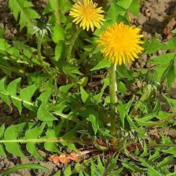 Die besten Anwendungen und Rezepte für den Löwenzahn - in der Ernährung, der Körperpflege und im Haushalt. So nutzt du die starke Heilpflanze