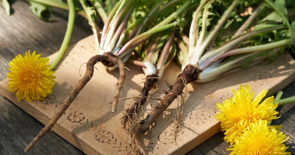 Die besten Anwendungen und Rezepte für den Löwenzahn - in der Ernährung, der Körperpflege und im Haushalt. So nutzt du die starke Heilpflanze
