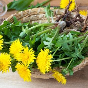 Die besten Anwendungen und Rezepte für den Löwenzahn - in der Ernährung, der Körperpflege und im Haushalt. So nutzt du die starke Heilpflanze
