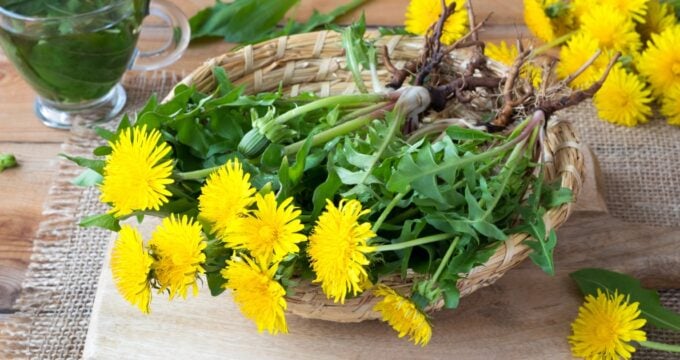 Die besten Anwendungen und Rezepte für den Löwenzahn - in der Ernährung, der Körperpflege und im Haushalt. So nutzt du die starke Heilpflanze