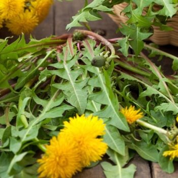 Die besten Anwendungen und Rezepte für den Löwenzahn - in der Ernährung, der Körperpflege und im Haushalt. So nutzt du die starke Heilpflanze