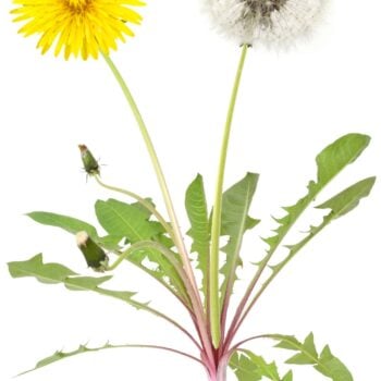 Die besten Anwendungen und Rezepte für den Löwenzahn - in der Ernährung, der Körperpflege und im Haushalt. So nutzt du die starke Heilpflanze