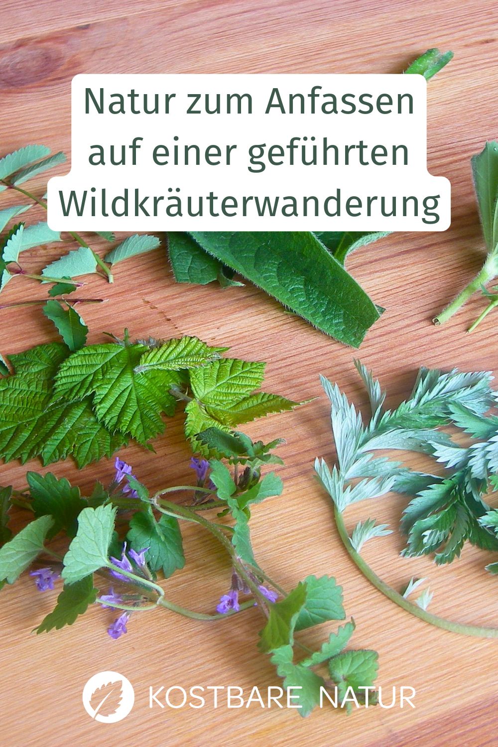Am besten lernt man mit allen Sinnen und wenn man einem guten Lehrer hat! Warum du an einer Wildpflanzenführung teilnehmen solltest und wie du eine findest!