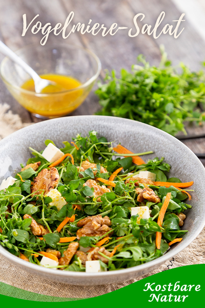 Die Vogelmiere schmeckt nicht nur Hühnern gut. Hier findest du ein Rezept für einen knackigen Vogelmiere-Salat mit kandierten Walnüssen.