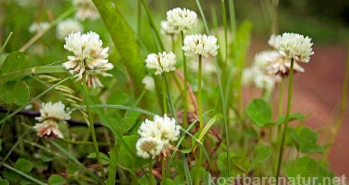 Der Weißklee wird im Gartenrasen nicht gern gesehen, dabei bietet er Insekten ein reiches Pollen- und Nektarangebot und Menschen seine sanften Heilkräfte.