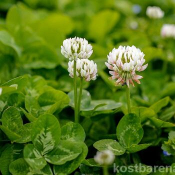 Der Weißklee wird im Gartenrasen nicht gern gesehen, dabei bietet er Insekten ein reiches Pollen- und Nektarangebot und Menschen seine sanften Heilkräfte.