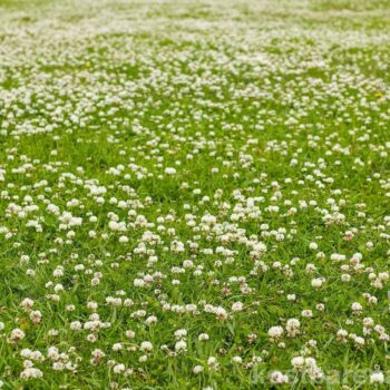 Der Weißklee wird im Gartenrasen nicht gern gesehen, dabei bietet er Insekten ein reiches Pollen- und Nektarangebot und Menschen seine sanften Heilkräfte.