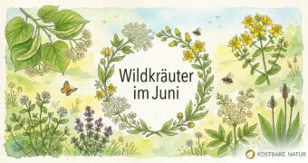 Finde heraus, welche Wildkräuter, Wildfrüchte und andere Schätze du zur Zeit finden und wie du sie in der Küche und für die Gesundheit nutzen kannst!